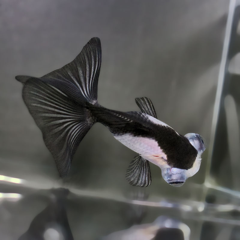 【金魚王子】パンダ蝶尾  7.5cm前後 (個体番号：zaq662) 金魚 きんぎょ 生体 蝶尾 厳選個体