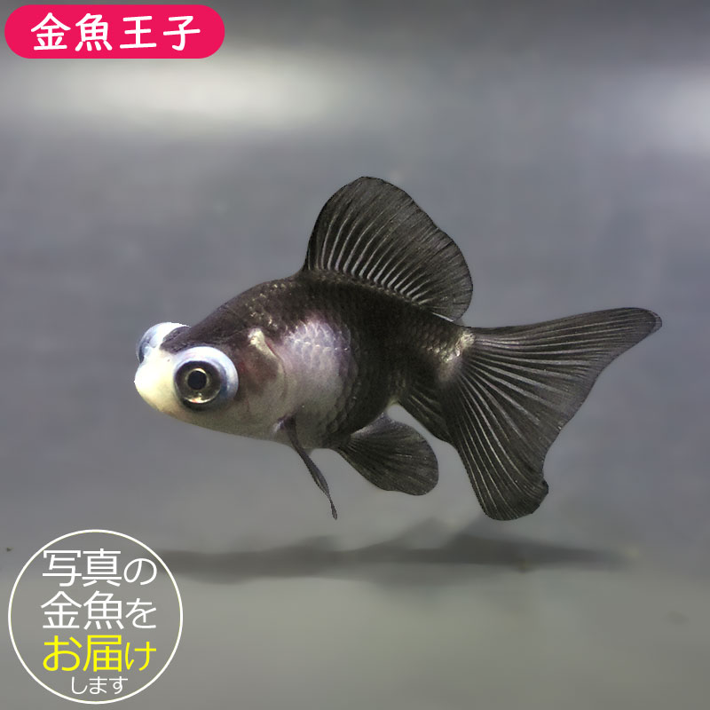 【金魚王子】パンダ蝶尾  7.5cm前後 (個体番号：zaq662) 金魚 きんぎょ 生体 蝶尾 厳選個体