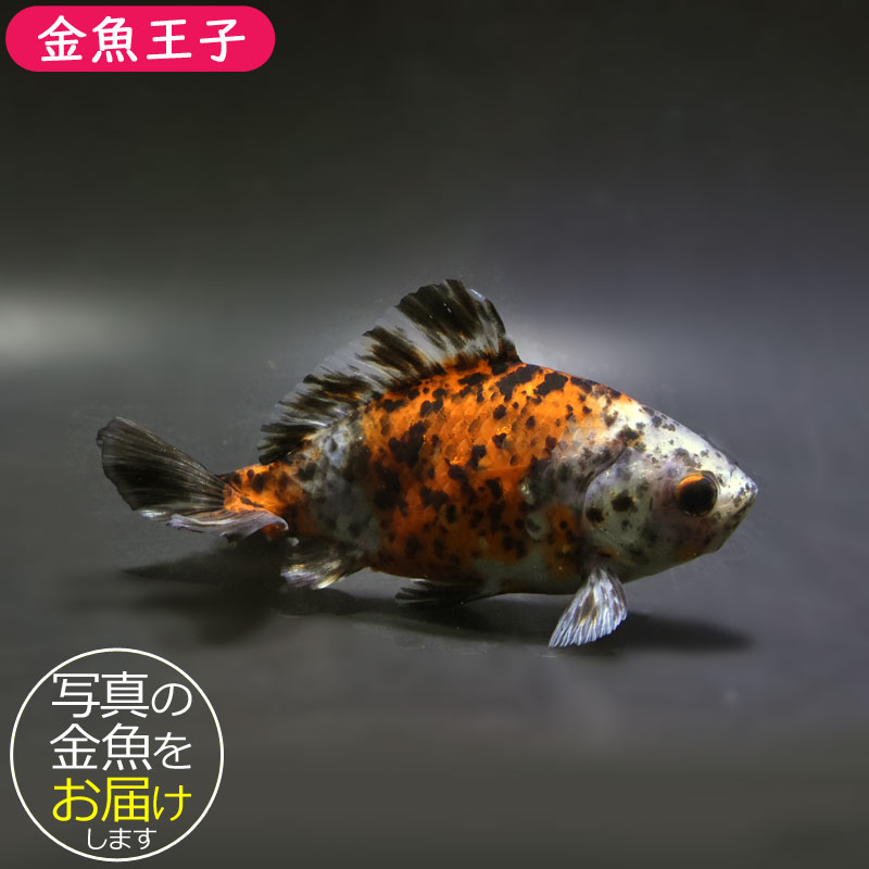 金魚王子】三色和金（四つ尾） 14cm前後 (個体番号：cde241) 金魚