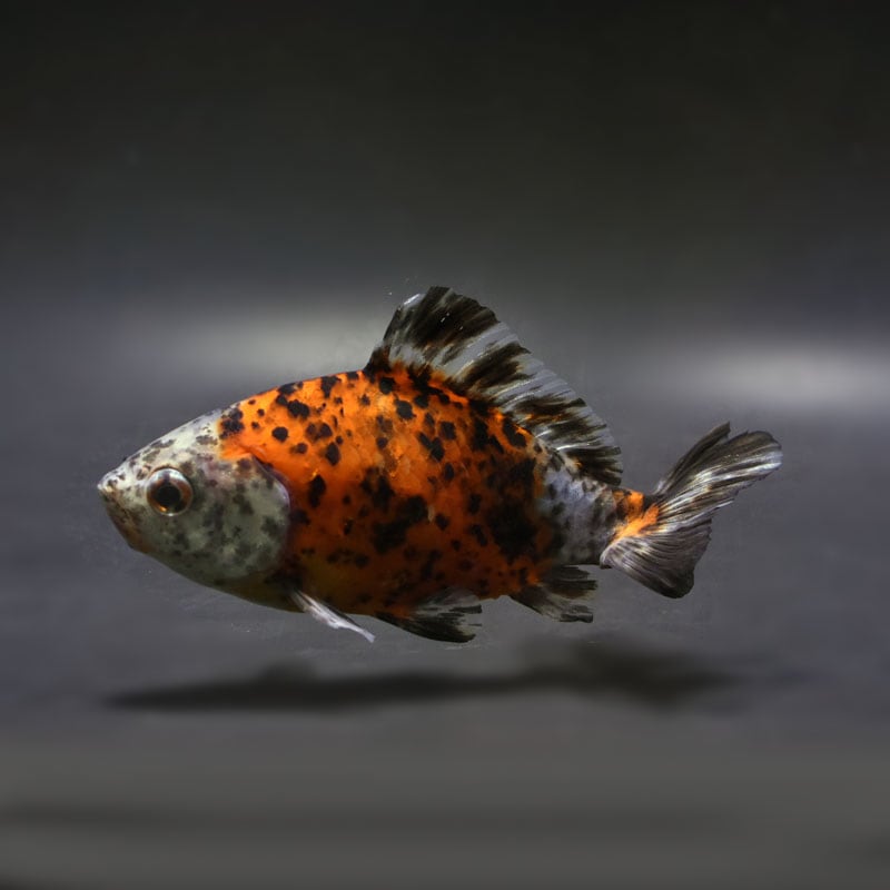 金魚王子】三色和金（四つ尾） 14cm前後 (個体番号：cde241) 金魚