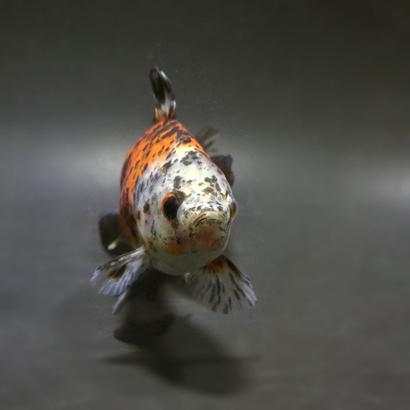 金魚王子】三色和金（四つ尾） 14cm前後 (個体番号：cde241) 金魚