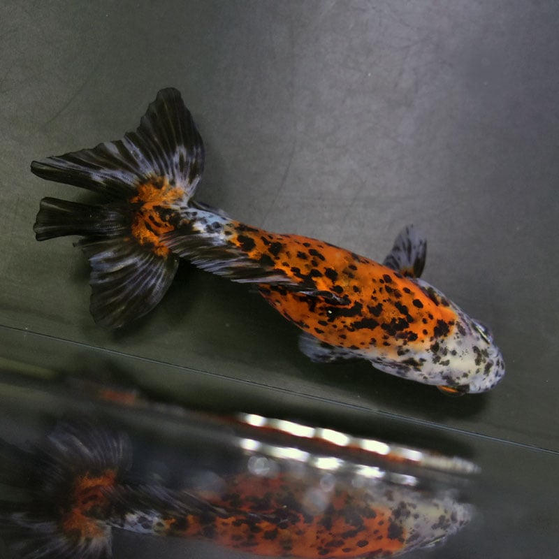 金魚王子】三色和金（四つ尾） 14cm前後 (個体番号：cde241) 金魚