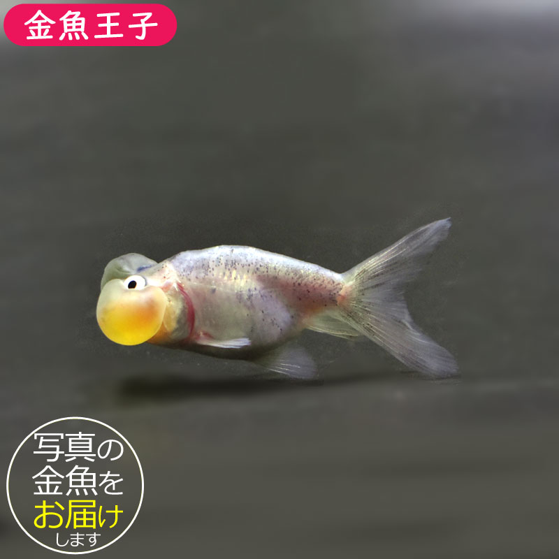 きんぎょページ 金魚王子】変わり柄水泡眼 6.5±1cm前後 (個体番号：cde411) 金魚
