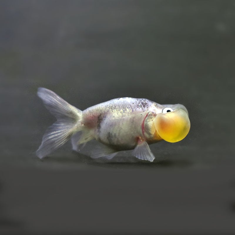 金魚王子】変わり柄水泡眼 6.5±1cm前後 (個体番号：cde411) 金魚