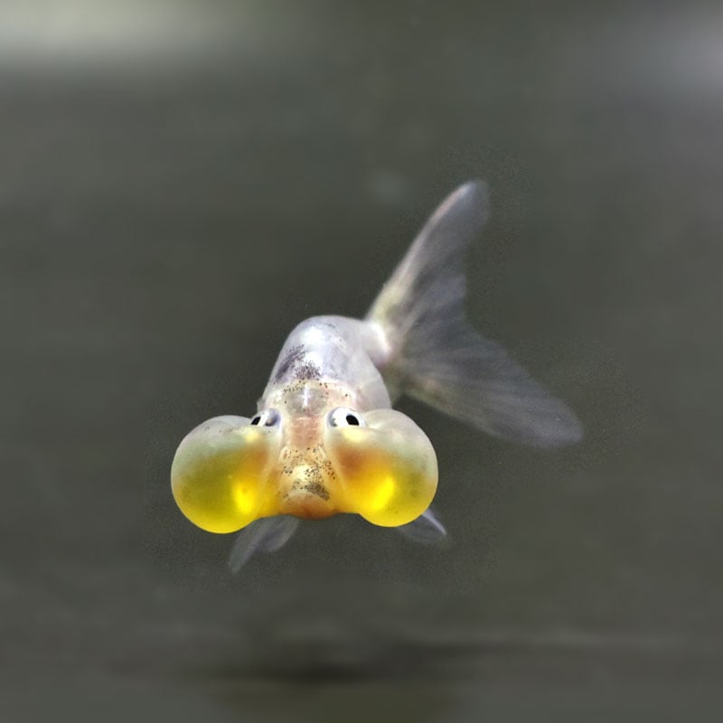 きんぎょページ 金魚王子】変わり柄水泡眼 6.5±1cm前後 (個体番号：cde411) 金魚