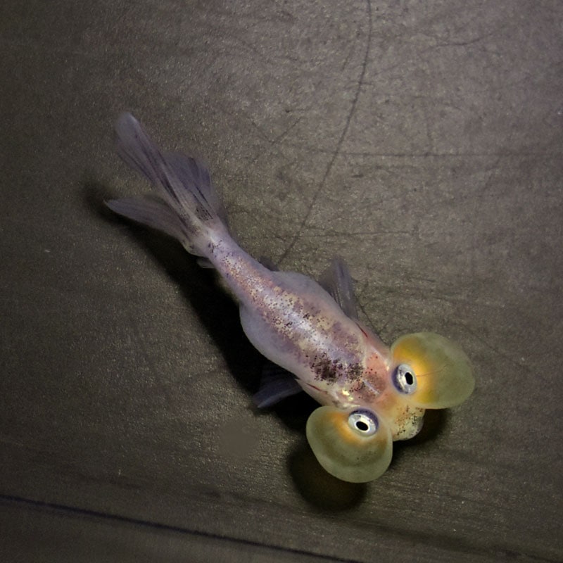 金魚アイテム各種 チャーム（ペット） （国産金魚）おすすめ金魚セット（コメット