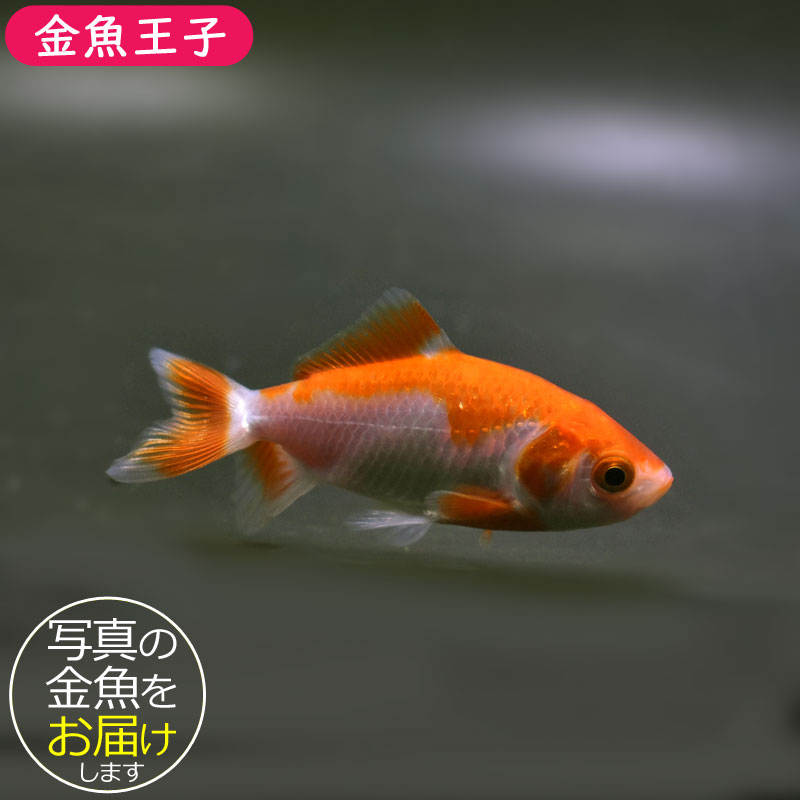 魚くん 様@KC x 2 金魚王子】更紗三ツ尾和金 7.5~8cm前後 (個体番号:cde576