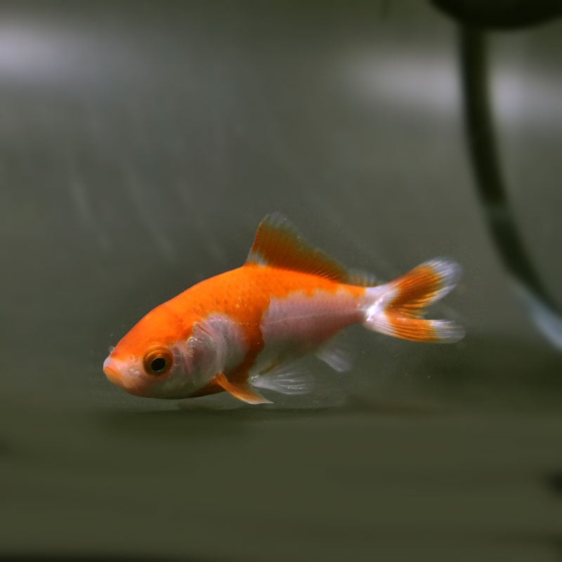 金魚王子】更紗三ツ尾和金 7.5～8cm前後 (個体番号：cde576