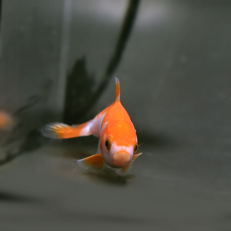 おまとめ★新品◆京都きねや紗三角袋金魚 計４点 おまとめ☆新品◇京都きねや紗三角袋金魚 計4点