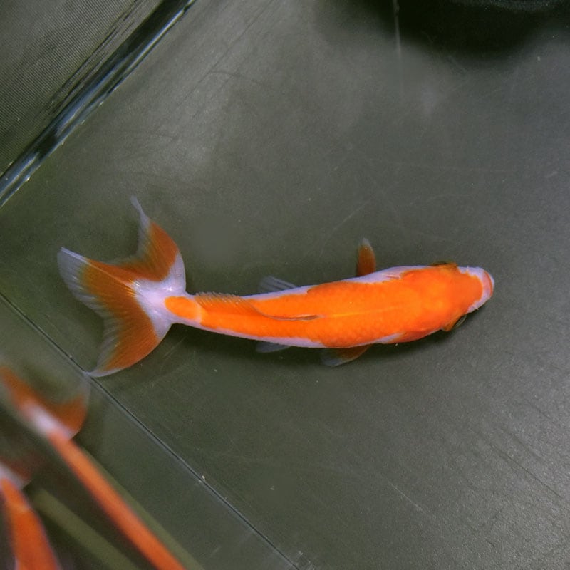 Kyoco様　3点おまとめ Kyogoku Professional / KYOGOKU 無痕 クリップ 6本入り