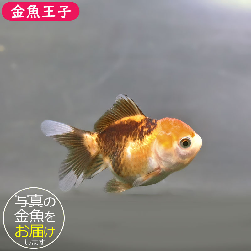 金魚王子】トリカラーオランダ 6±1cm前後 (個体番号：xsw843) 金魚