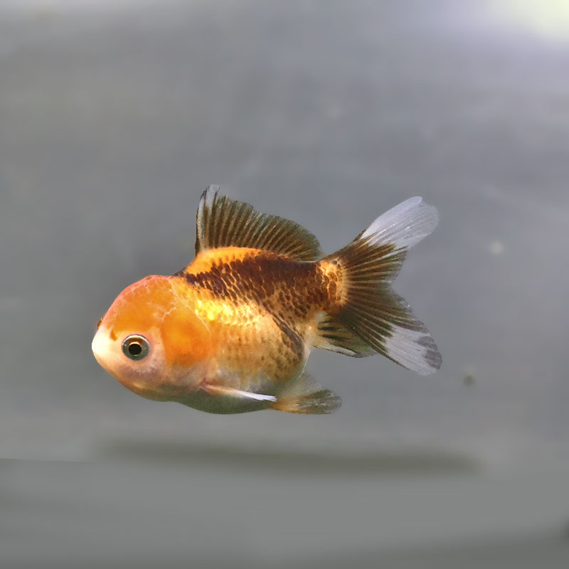 金魚王子】トリカラーオランダ 6±1cm前後 (個体番号：xsw843) 金魚