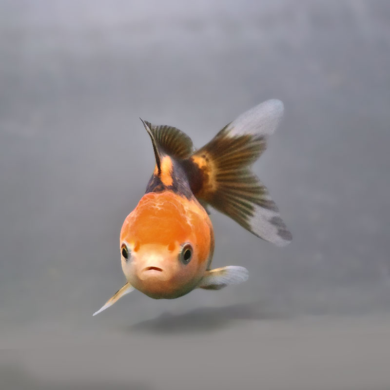 金魚王子】トリカラーオランダ 6±1cm前後 (個体番号：xsw843) 金魚