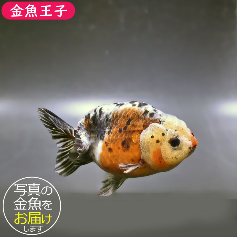 金魚　種親放出　江戸錦　３才 金魚王子】五色江戸錦 11.5cm前後 (個体番号：zaq124) 金魚 きんぎょ