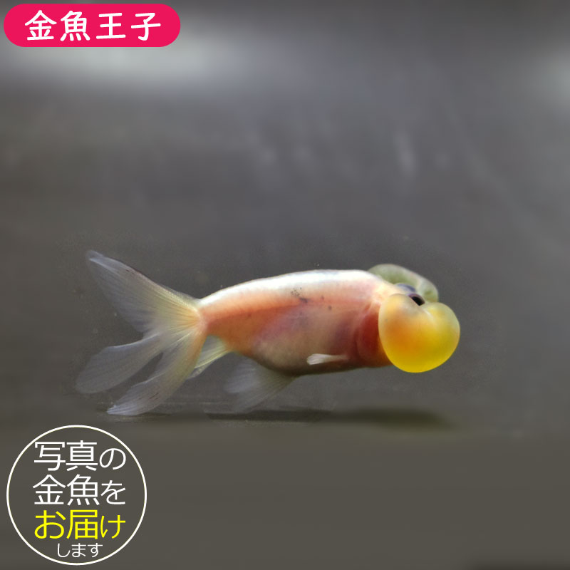 金魚 薩摩産 赤透明鱗オランダショートテール 11cm #goldfish #kingyo