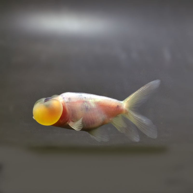 金魚王子】変わり柄水泡眼 6.5±1cm前後 (個体番号：cde412) 金魚