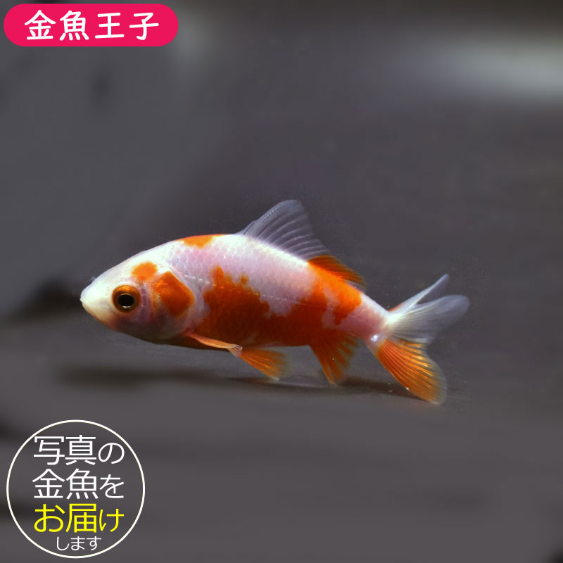 金魚王子】更紗三ツ尾和金 7.5～8cm前後 (個体番号：cde577) 金魚