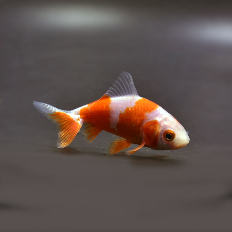 金魚王子】更紗三ツ尾和金 7.5～8cm前後 (個体番号：cde577) 金魚