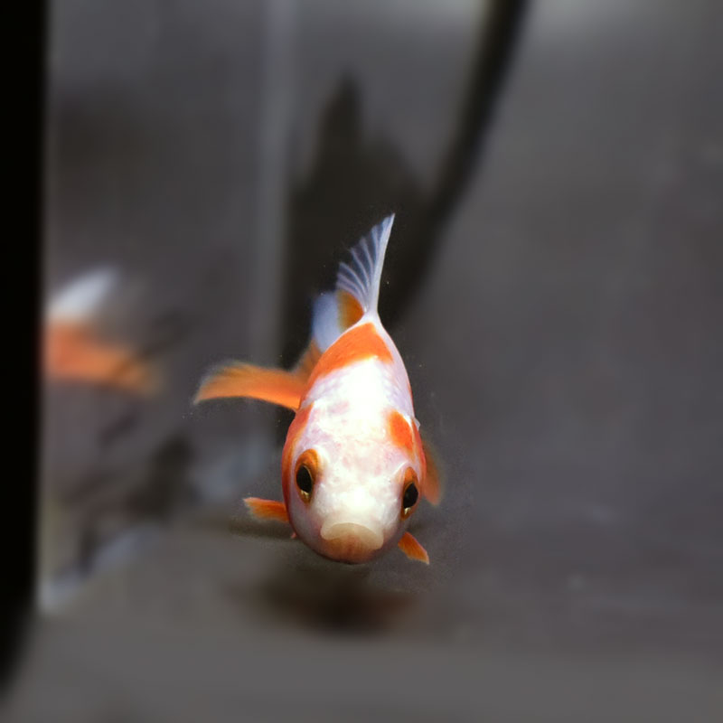 金魚王子】更紗三ツ尾和金 7.5～8cm前後 (個体番号：cde577) 金魚