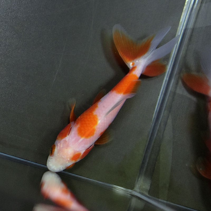 金魚王子】更紗三ツ尾和金 7.5～8cm前後 (個体番号：cde577) 金魚