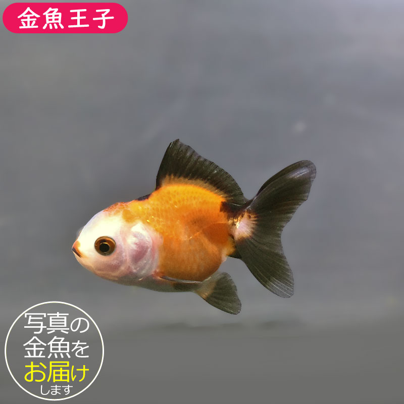 金魚　 金魚王子】トリカラーオランダ 6±1cm前後 (個体番号：xsw844) 金魚