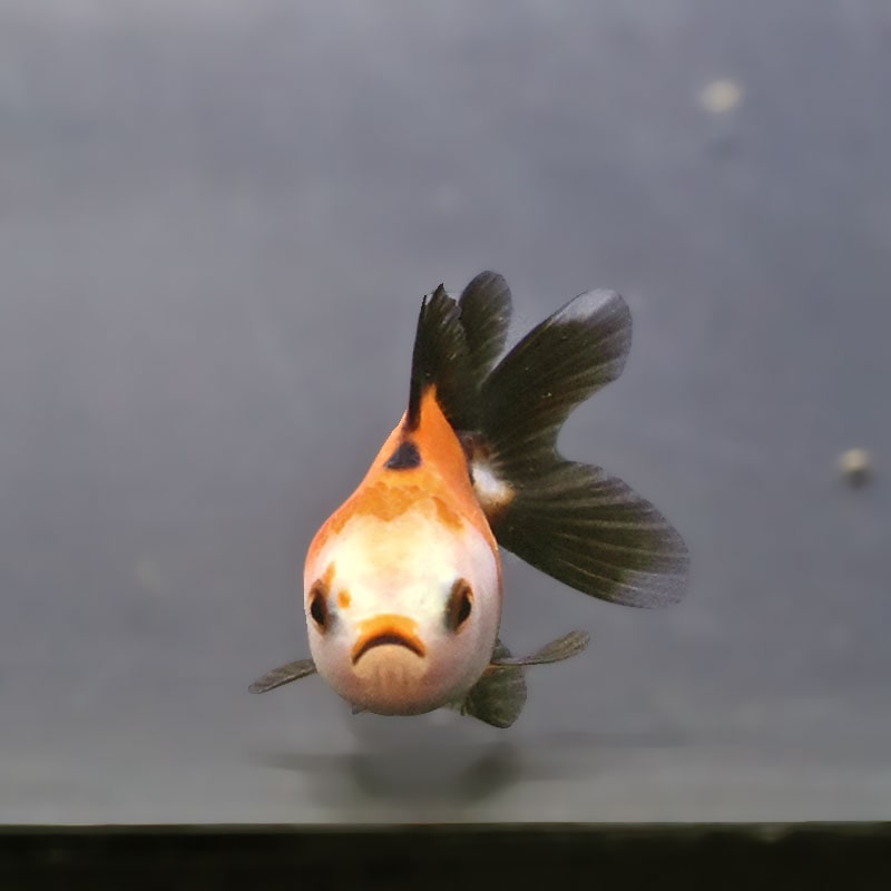 金魚王子】トリカラーオランダ 6±1cm前後 (個体番号：xsw844) 金魚