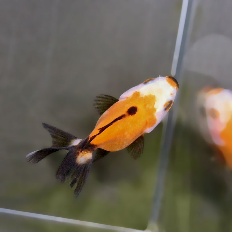 金魚王子】トリカラーオランダ 6±1cm前後 (個体番号：xsw844) 金魚