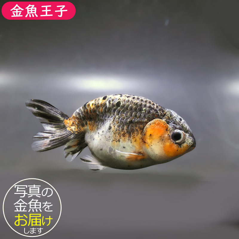金魚王子】五色江戸錦 11cm前後 (個体番号：zaq125) 金魚 きんぎょ