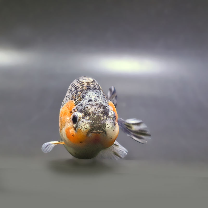 金魚王子】五色江戸錦 11cm前後 (個体番号：zaq125) 金魚 きんぎょ