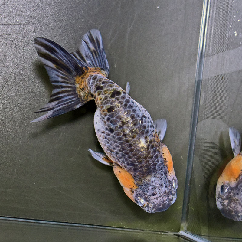 金魚王子】五色江戸錦 11cm前後 (個体番号：zaq125) 金魚 きんぎょ