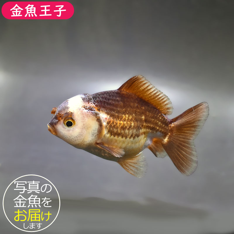 金魚王子】変わり柄オランダ 9±1cm前後 (個体番号：zaq295) 金魚