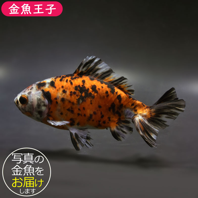金魚王子】三色和金（四つ尾） 15cm前後 (個体番号：cde244) 金魚