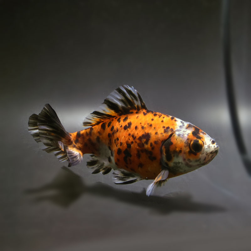 金魚王子】三色和金（四つ尾） 15cm前後 (個体番号：cde244) 金魚