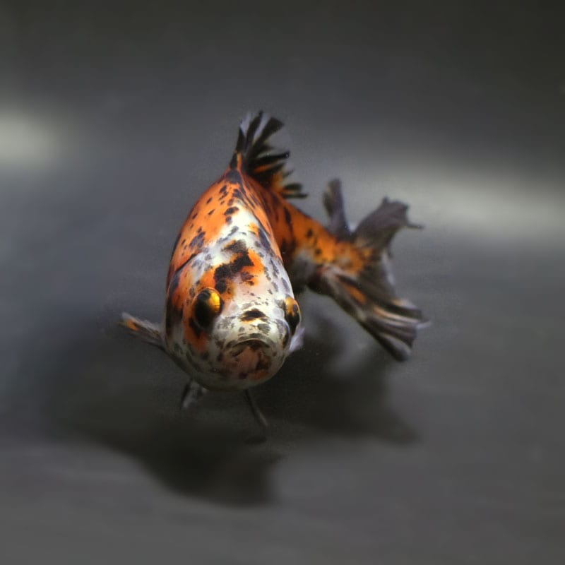 金魚 金魚王子】三色和金（四つ尾） 15cm前後 (個体番号：cde244) 金魚