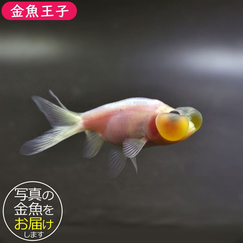 金のひょうちゃん 崎陽軒「ひょうちゃん」70周年で特別仕様 記念企画第1弾