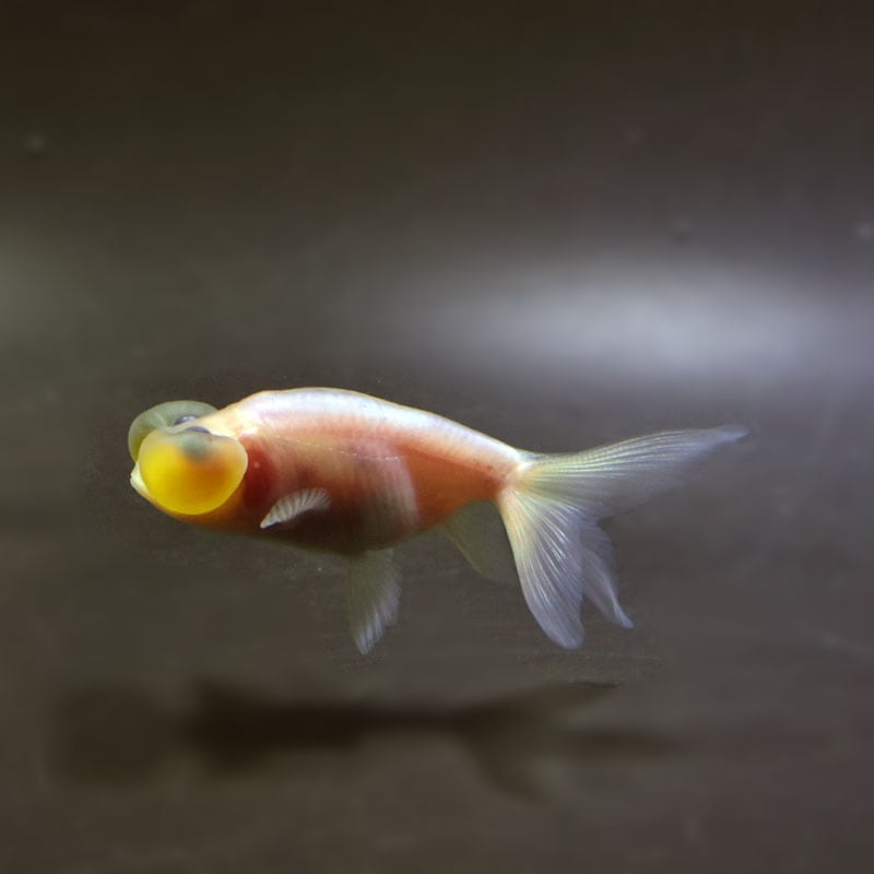 HIME様希少マイセン2004年限定品シンビルダー金魚柄 ボウル41/100 HIME様希少マイセン2004年限定品シンビルダー金魚柄 ボウル41/100