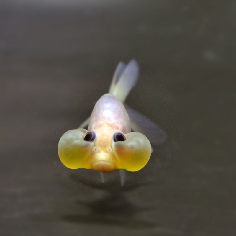 金魚王子】変わり柄水泡眼 6.5±1cm前後 (個体番号：cde413) 金魚