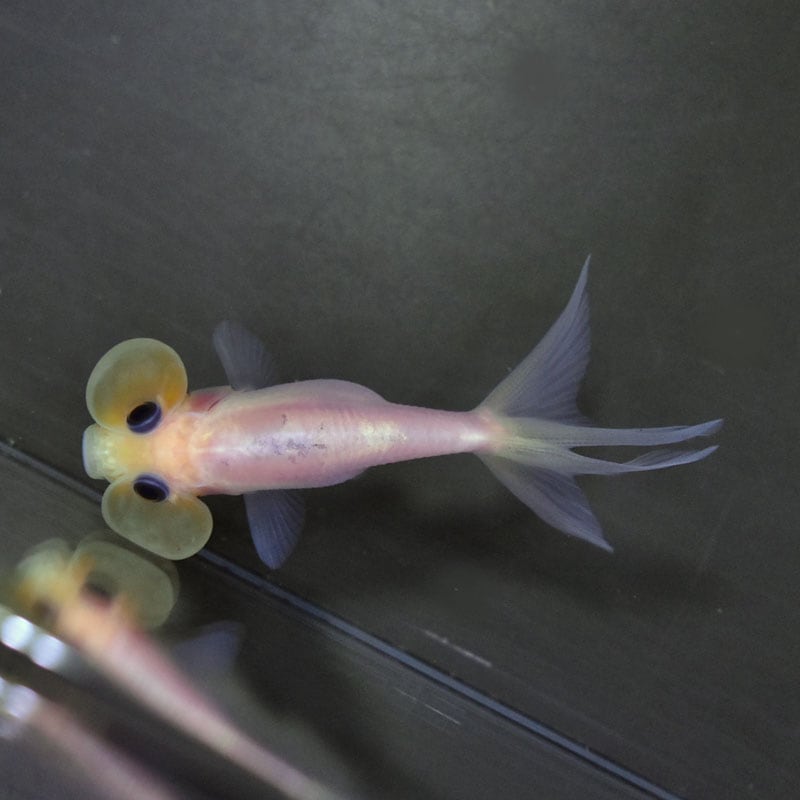 金魚王子】変わり柄水泡眼 6.5±1cm前後 (個体番号：cde413) 金魚