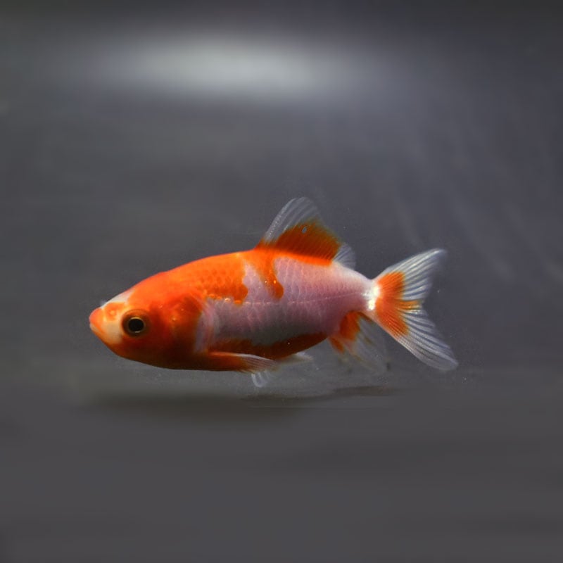 何金子  金魚王子】更紗三ツ尾和金 7.5～8cm前後 (個体番号：cde578