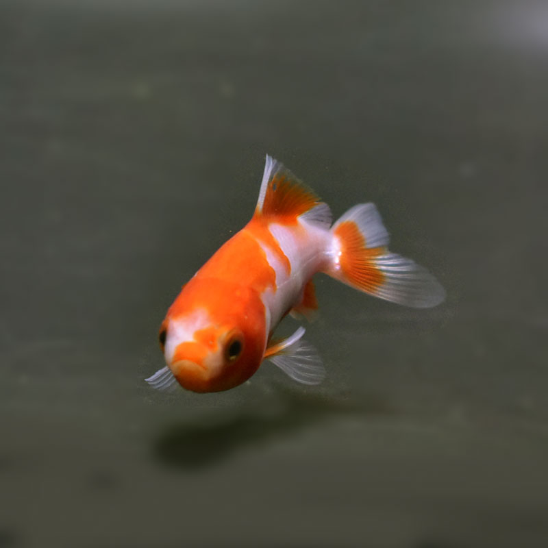 金魚王子】更紗三ツ尾和金 7.5～8cm前後 (個体番号：cde578