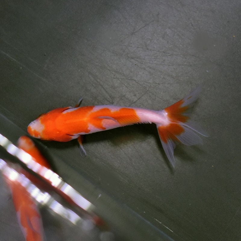 【レア/琉球/戦前】三耳壺　超特大サイズ　高さ約68cm 金魚王子】更紗三ツ尾和金 7.5～8cm前後 (個体番号：cde571