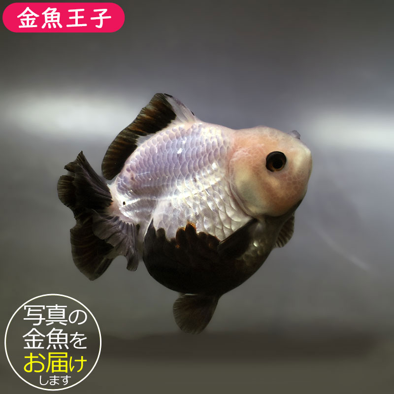 【金魚王子】白黒オランダ  9±1cm前後 (個体番号：xsw333) 金魚 きんぎょ 生体 オランダ獅子頭 厳選個体