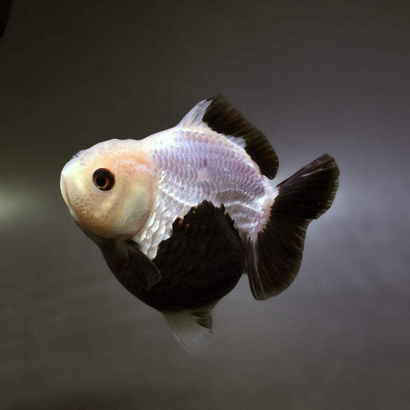 【金魚王子】白黒オランダ  9±1cm前後 (個体番号：xsw333) 金魚 きんぎょ 生体 オランダ獅子頭 厳選個体