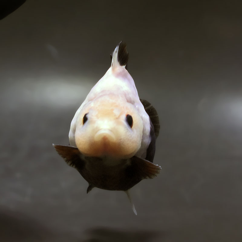 【金魚王子】白黒オランダ  9±1cm前後 (個体番号：xsw333) 金魚 きんぎょ 生体 オランダ獅子頭 厳選個体