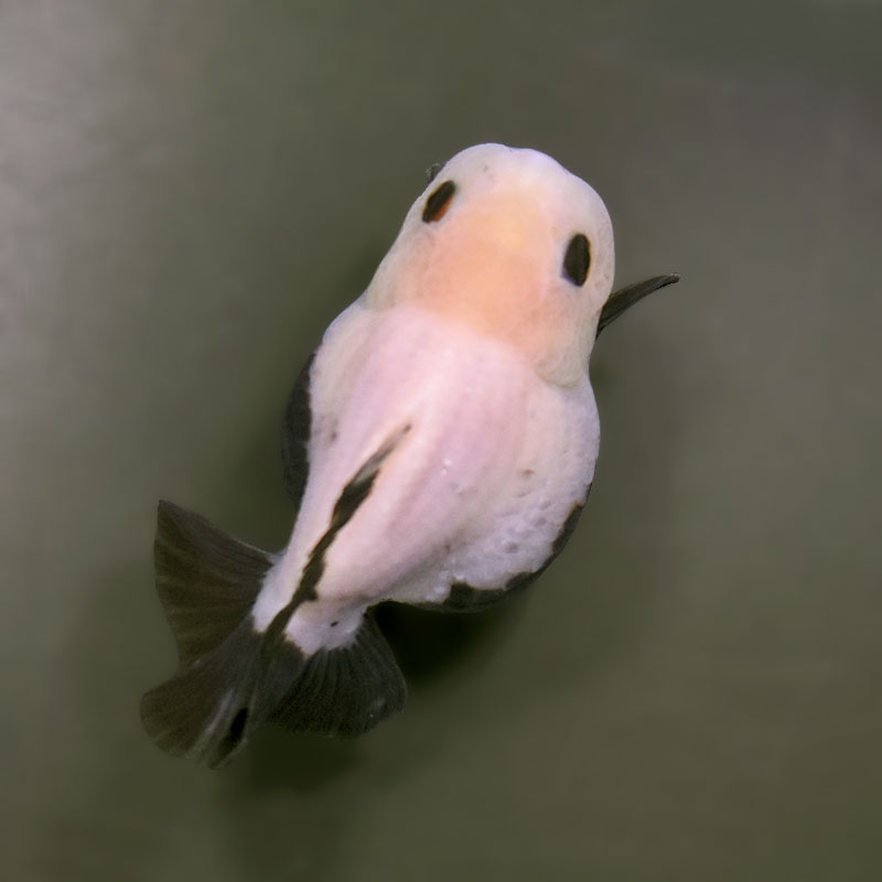 【金魚王子】白黒オランダ  9±1cm前後 (個体番号：xsw333) 金魚 きんぎょ 生体 オランダ獅子頭 厳選個体