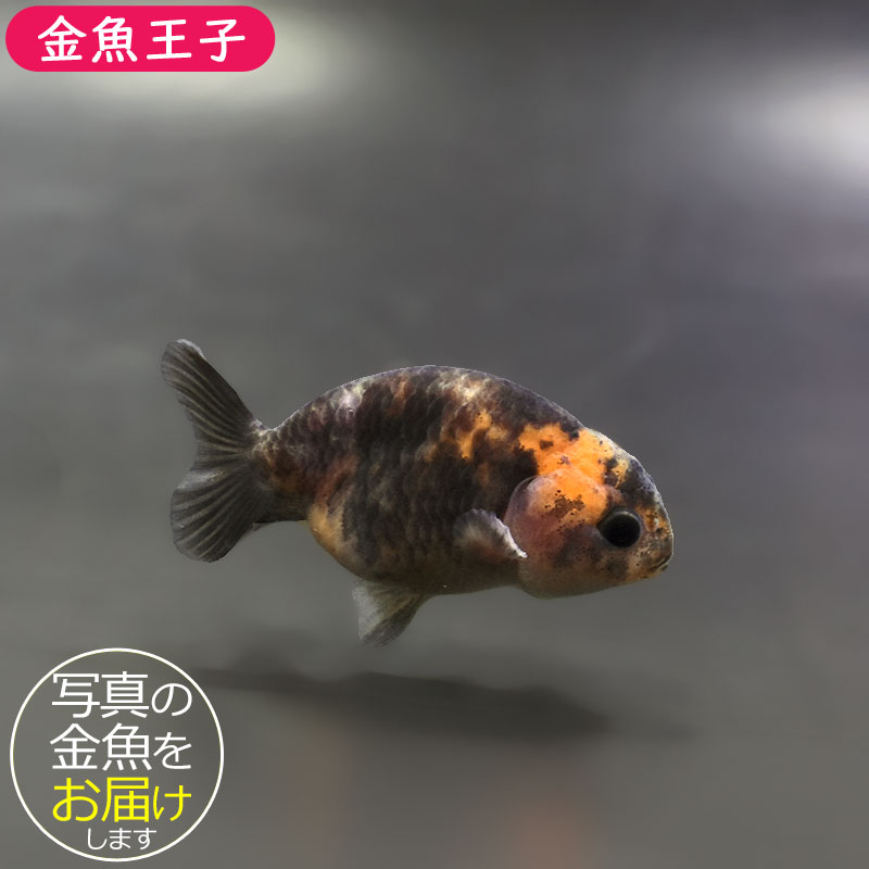 らんちゅう（150cm） 金魚王子】ベビーらんちゅう 7±1cm前後 (個体番号：xsw691) 金魚