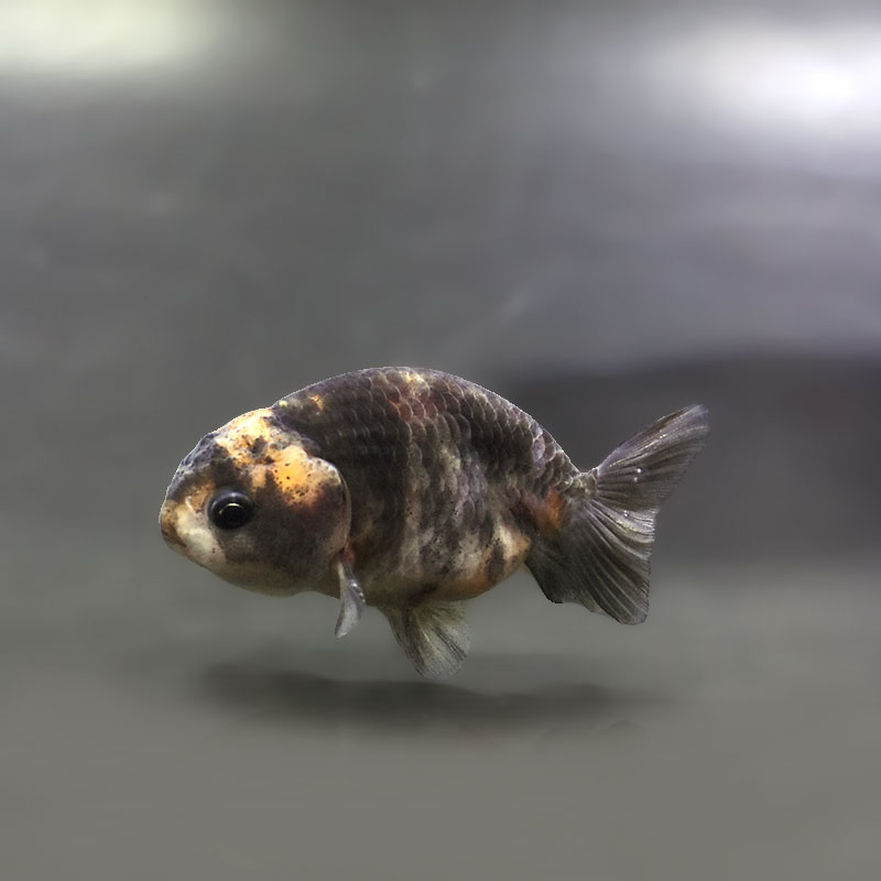 らんちゅう（150cm） 金魚王子】ベビーらんちゅう 7±1cm前後 (個体番号：xsw691) 金魚