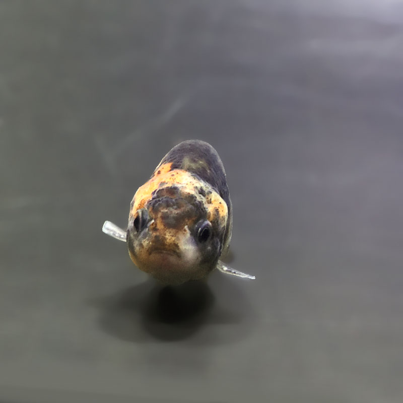 金魚王子】ベビーらんちゅう 7±1cm前後 (個体番号：xsw691) 金魚