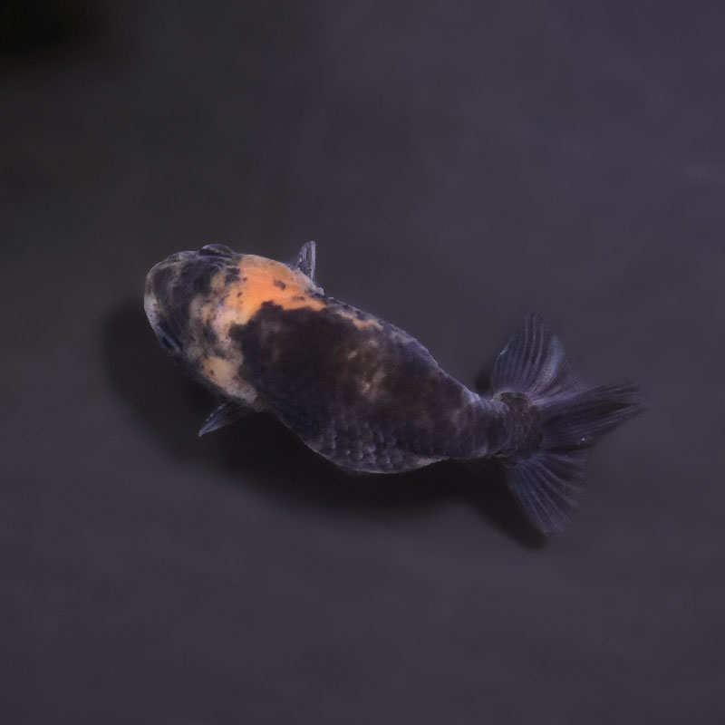 金魚王子】ベビーらんちゅう 7±1cm前後 (個体番号：xsw691) 金魚