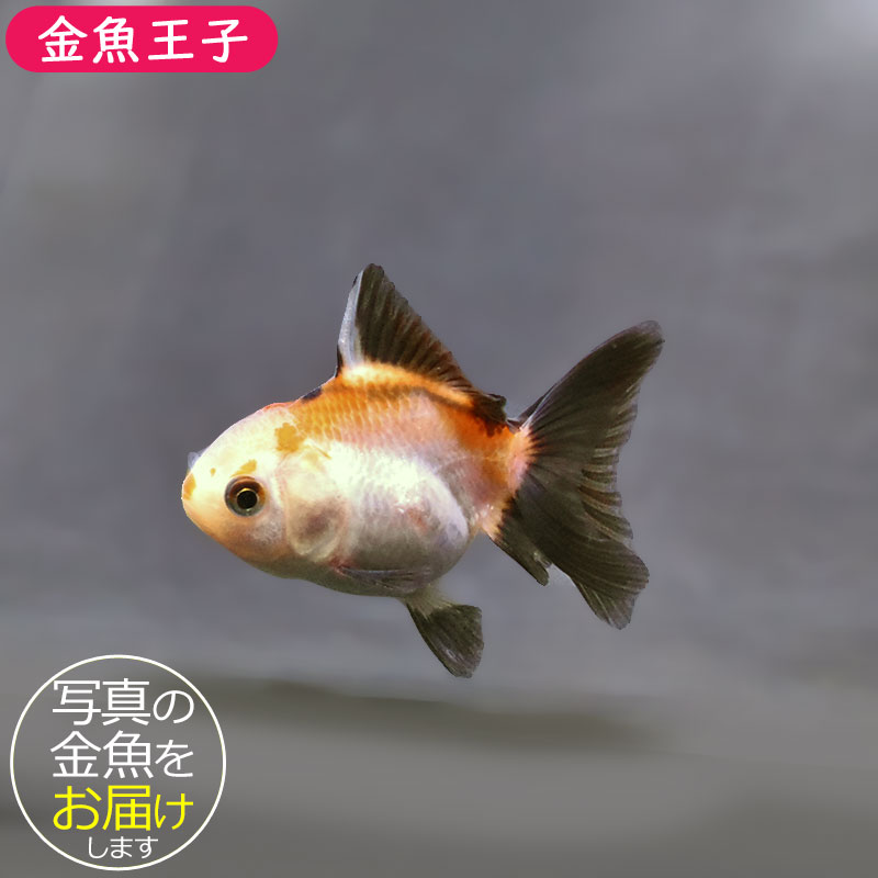 金魚王子】トリカラーオランダ 6±1cm前後 (個体番号：xsw845) 金魚